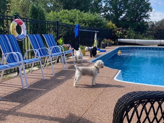 Dogs enjoying a clean backyard pool area