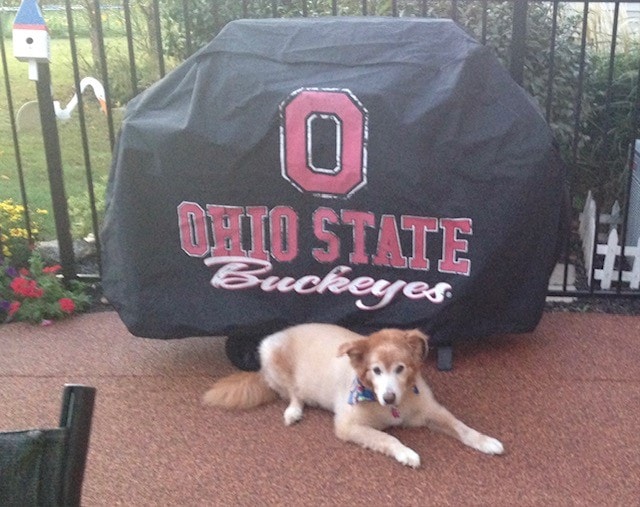 Dog relaxing in a backyard patio
